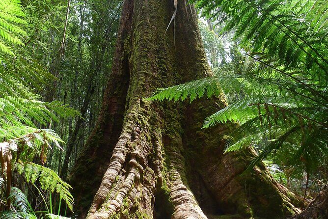 Hobart: Mt. Field, Mt Wellington & Wildlife - Active Day Tour - What to pack for an active day in Tasmania