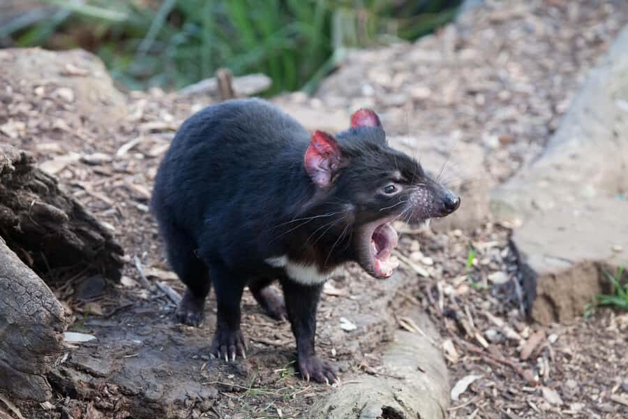 Hobart: Mt Field National Park & Wildlife Shore Excursion - Russell Falls and the Rainforest Walk You’ll Remember
