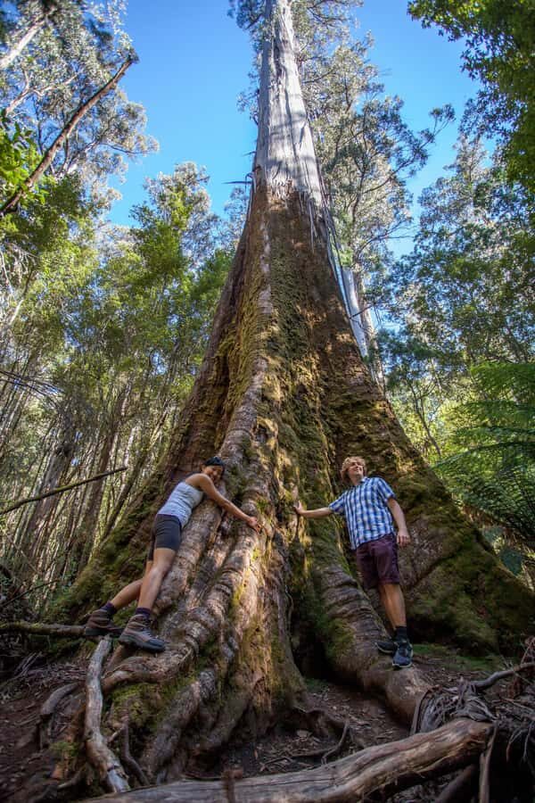 Hobart: Mt Field National Park & Wildlife Shore Excursion - New Norfolk Break: A Tiny Reset That Helps the Day Feel Doable
