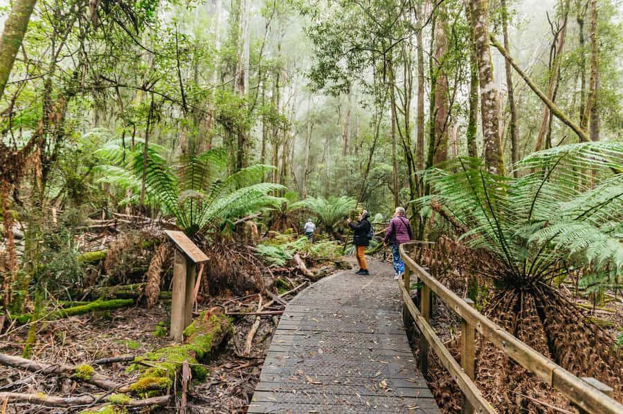 Hobart: Mt Wellington, Mt Field, Bonorong and Richmond Trip - What to pack and how to be ready for a long day