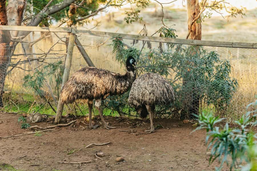 Hobart: Mt Wellington, Mt Field, Bonorong and Richmond Trip - New Norfolk stop: history you can picture, not just hear