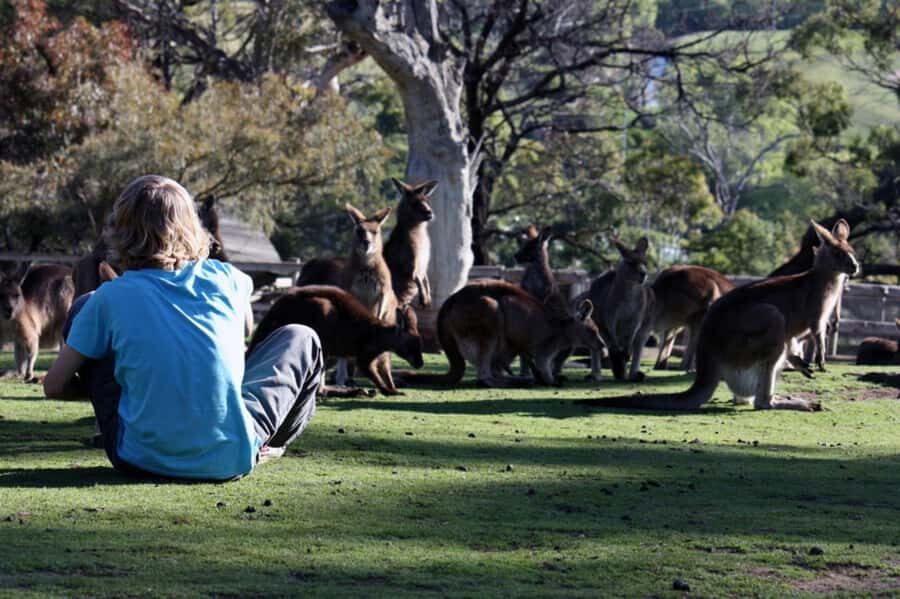 Hobart: Mt Wellington, Richmond, & Bonorong Wildlife Tour - Richmond historic village: time to roam Richmond at your own pace