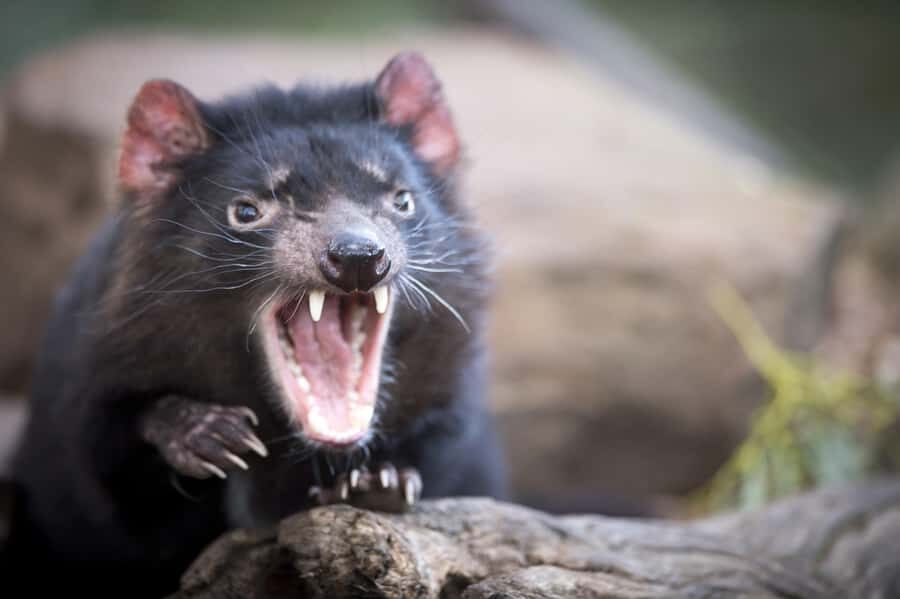 Hobart: Port Arthur, Richmond & Tassie Devil - Active Tour - Tassie Devil Unzoo: feeding time, wallabies by hand, and Birds of the Bush