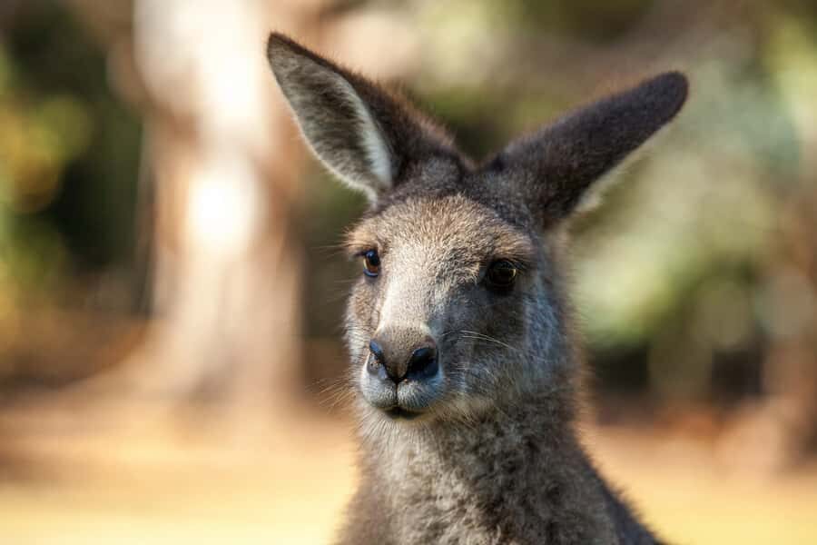 Hobart: Port Arthur, Richmond & Tassie Devil - Active Tour - Price and value: why $138 can feel fair for a full-day packed itinerary