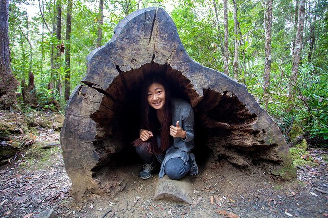 Hobart: Tahune Airwalk, Hastings Caves & Thermal Springs Pool - A classic Hobart day: trees up high, caves down below