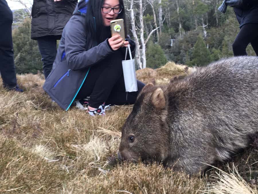 Hobart to Cradle Mountain to Launceston - Road-trip reality: Hobart pickup, a long drive, then Cradle Mountain