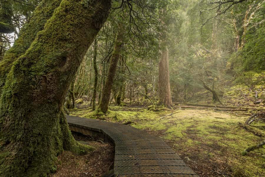Hobart to Cradle Mountain to Launceston - Enchanted Forest and King Billy Pine walks: slow steps under ancient trees
