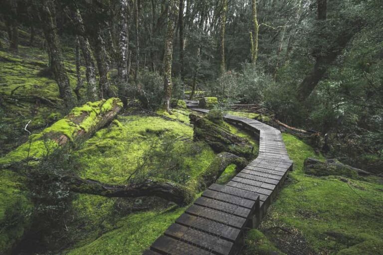 Hobart to Cradle Mountain to Launceston - Dove Lake circuit: where timing and weather matter most