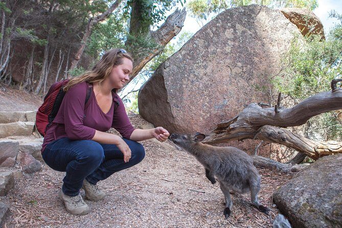 Hobart: Wineglass Bay & Freycinet National Park - Active Day Tour - Wineglass Bay Lookout: the moderate uphill hike (about 45 minutes)