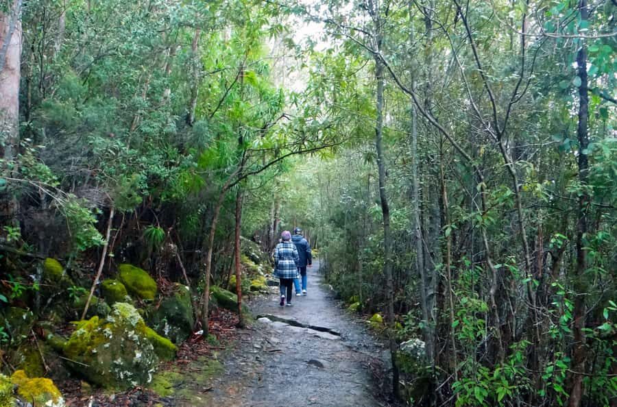 Kunanyi & Mt Wellington Explorer Bus: One-Way Bus Pass - Walking Down to Hobart: Scenic, But Real Work