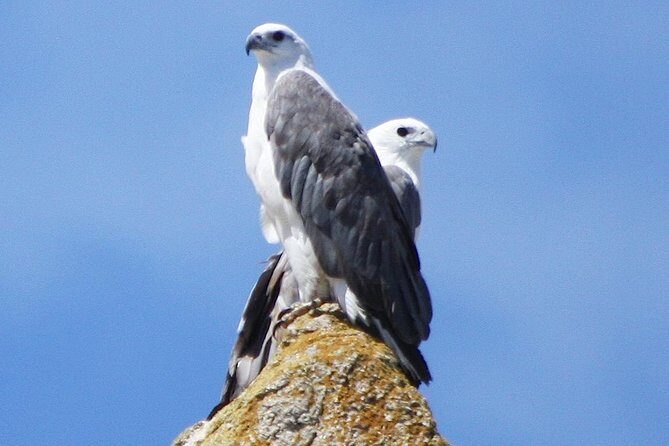 Maria Island Cruise and Guided Walk Day Tour with Lunch and Drinks - Wildlife viewing that actually helps: wombats, seals, dolphins, and the birds