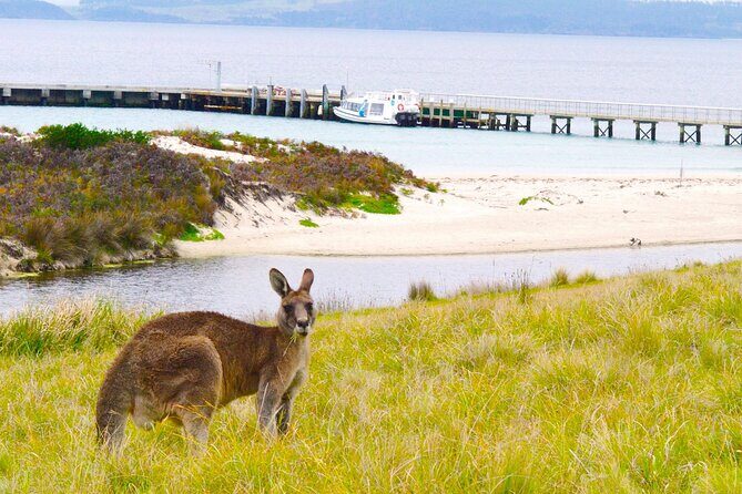 Maria Island Cruise and Guided Walk Day Tour with Lunch and Drinks - Who should book this Maria Island cruise-walk day