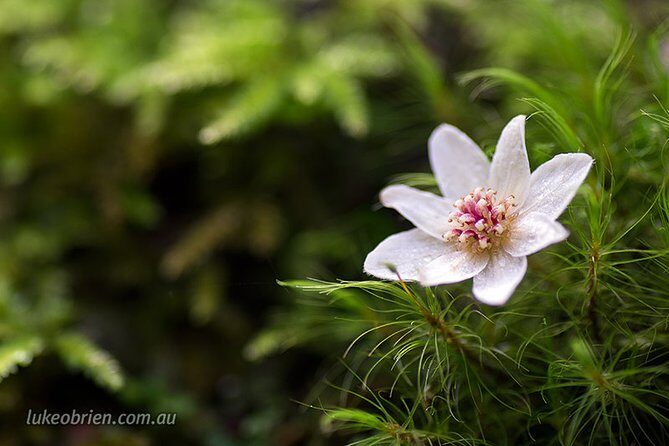 Mt Field and Styx Valley Photography Tour - Mount Field National Park Morning: Russell Falls and Horseshoe Falls