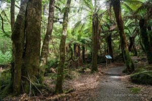 Mt Field and Styx Valley Photography Tour - Styx Valley After Lunch: Giant Eucalyptus and Panoramas