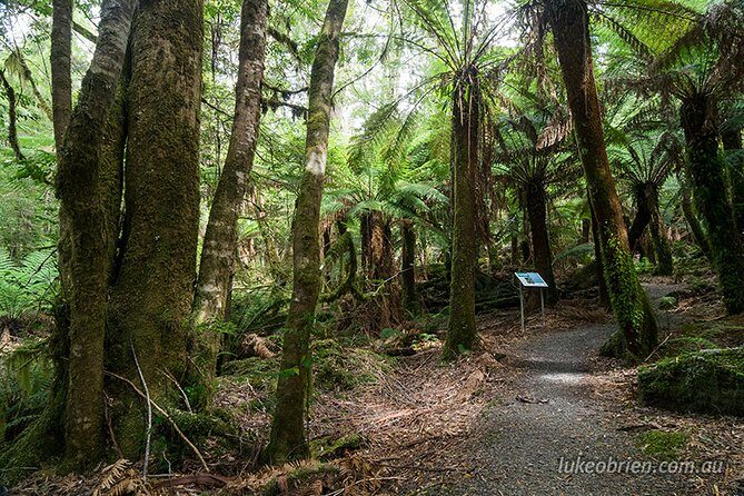 Mt Field and Styx Valley Photography Tour - Styx Valley After Lunch: Giant Eucalyptus and Panoramas