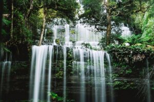 Mt Field National Park and Russell Falls from Hobart - Salmon Ponds Heritage Hatchery: start with history and possible wildlife