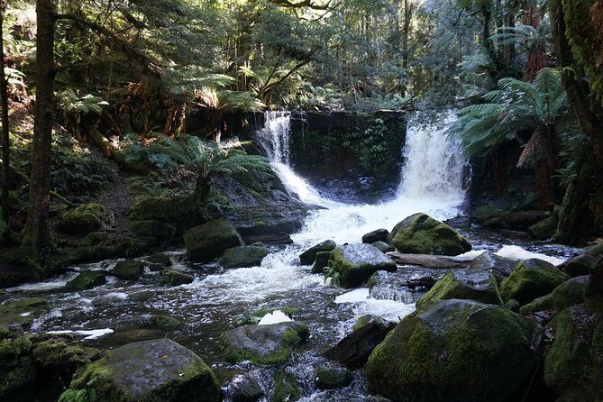 Peaks, Falls & Furry Locals: Mt. Field & the Derwent - Mt. Field and Bonorong: A Hobart Day That Makes Sense