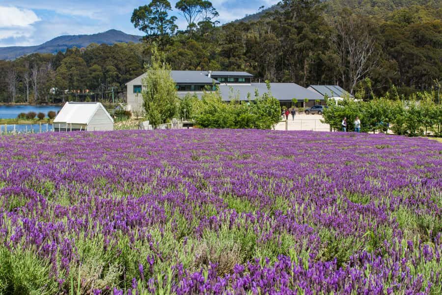 Port Arthur Tasman Sights with Harbour Cruise - Chocolate Foundry stop: hand-forged treats without blowing the day