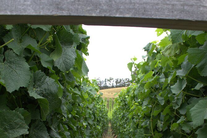 Private Bruny Island Discovery Tour - Stop 6: Bruny Island Premium Wines—lunch time at a family-run winery