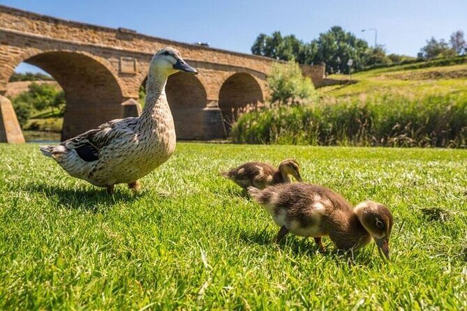 Richmond Village Tour Hobart - Richmond Bridge in 30 minutes: what makes Australia’s oldest bridge special