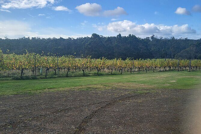 Signature Wine Tour - Hobart & SE Tasmania - Pooley Wines and the handpicked vineyard tasting rhythm