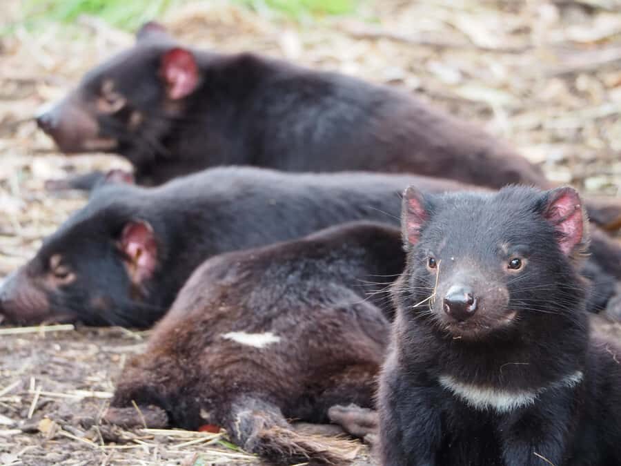 Tasmania: 6-Day Comfort Tour for Wilderness and Wildlife - What to Pack for Tasmania’s Coasts and Alps