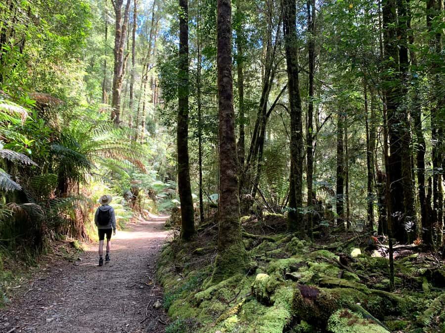 Tasmania: 7-Day West to East Tour - Day 3: Cradle Mountain National Park for wombats, echidna, and glacial views
