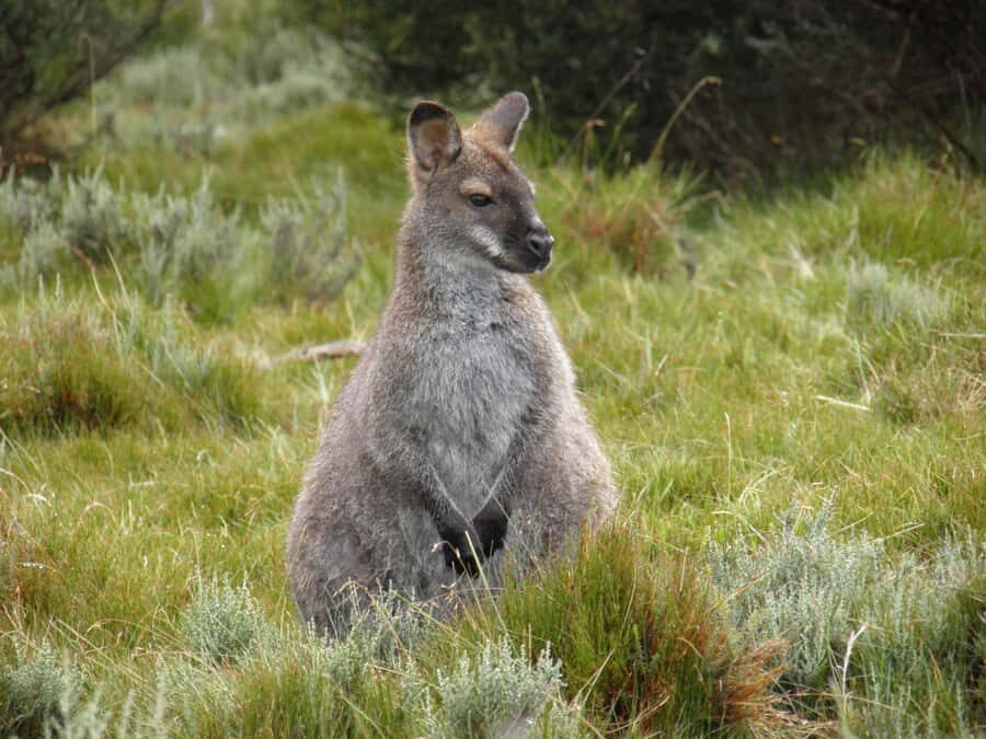 Tasmania: Wilderness and Wildlife Guided 6-Day Tour - Day 3: Cradle Mountain National Park—Dove Lake, Marion’s Lookout, and wombats