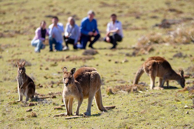 Wineglass Bay And Maria Island Wildlife Scenic Flight From Hobart - Freycinet’s east coast: why the flight is the real headliner