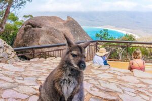 Wineglass Bay & Freycinet NP Full Day Tour from Hobart via Richmond Village - Wineglass Bay lookout walk: the climb, the views, and why it feels worth it