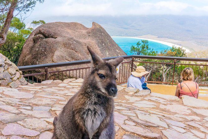 Wineglass Bay & Freycinet NP Full Day Tour from Hobart via Richmond Village - Wineglass Bay lookout walk: the climb, the views, and why it feels worth it